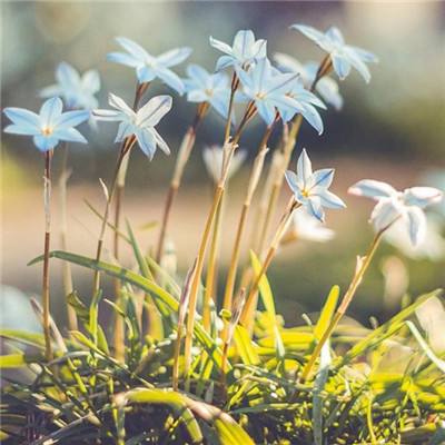 迪丽热巴不吃晚饭瘦了6斤