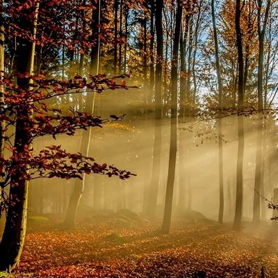 已进入最佳观赏期!