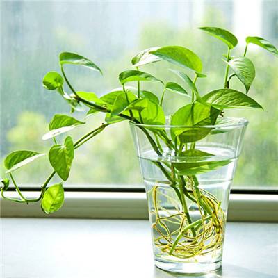 霍震霆现场才知道郭晶晶是火炬手