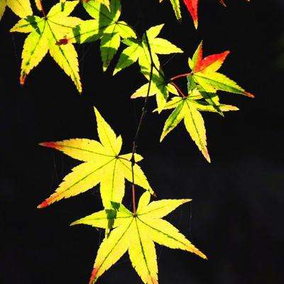 新强联股价跌5.1%,中银基金旗下1只基金重仓,持有8500股浮亏损失2.21万元