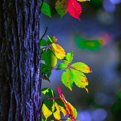 涉爱泼斯坦案,“下月17、18日必须到场,否则…”