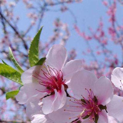 国内历史研究水平在国际上如何?