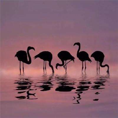 武契奇为何称欧洲正准备与俄开战