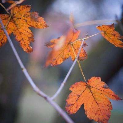 谁给车企奇葩营销开了方便之门