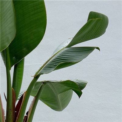 装饰豪华宠物窝