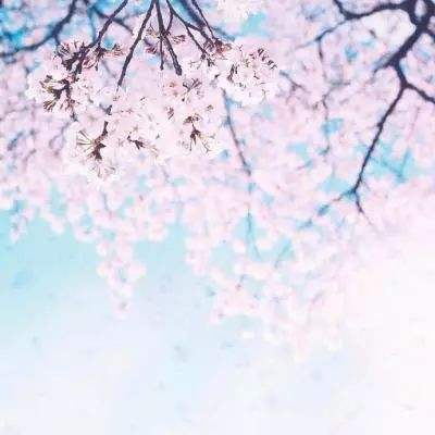 美国众议院议长称“爱泼斯坦相关文件无任何隐瞒”