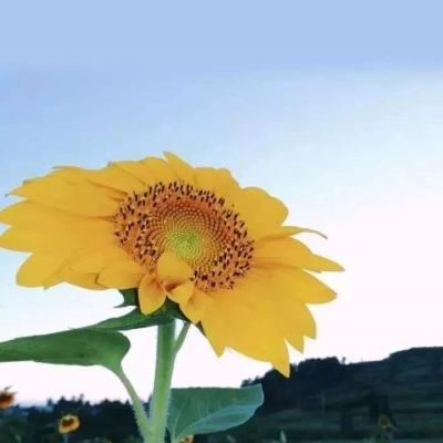 小米高通的十年博弈