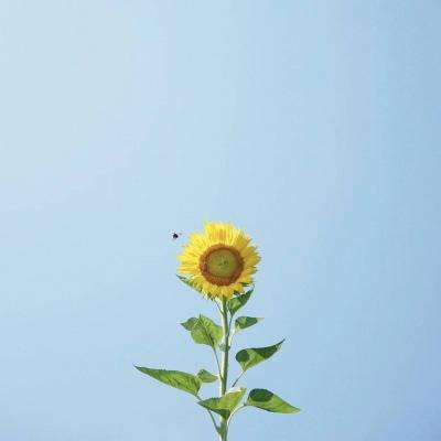 朵拉运送黏黏糖