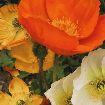 边境逃亡之路无敌版