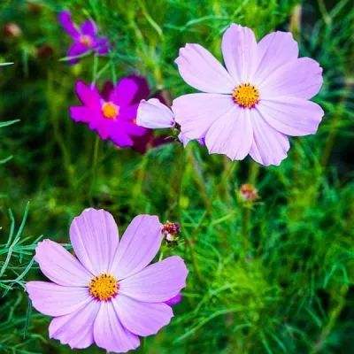 宁静选择上综艺不拍戏