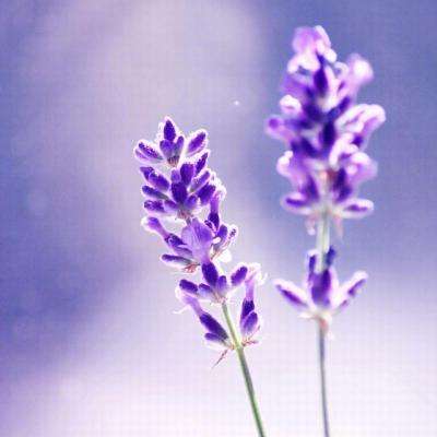 和平王者空战吃鸡