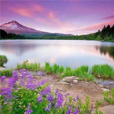 你没玩过的植物大战僵尸续集8