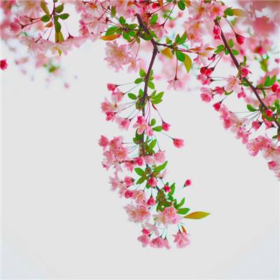 圣诞老人雪橇集礼物