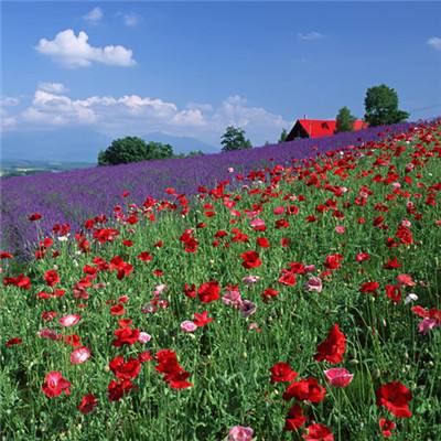 疯狂停车场正式无敌版