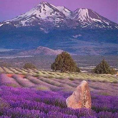 宠物连连看积分版