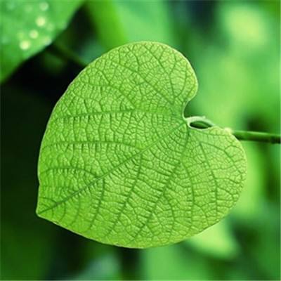 谷歌TPU抢风头 英伟达紧急发声：我们仍领先行业一代习近平会见汤加国王图普六世